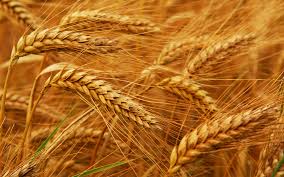 BRG закупает пшеницу прод. и фураж/ $