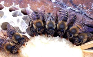Соевая мука для весенней подкормки пчел