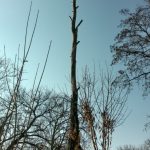 Спилим дерево любой сложности в Одессе